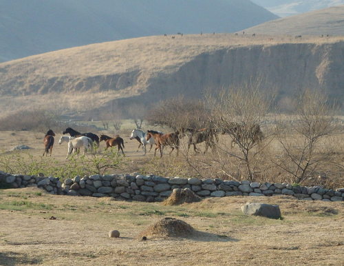 Horses on a short drive.